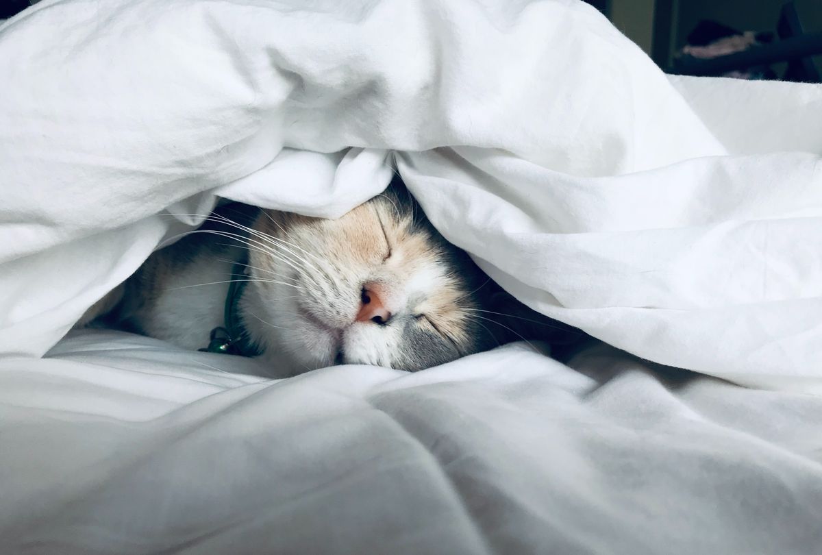 Cat Lover? You're More Likely to Be an Introvert