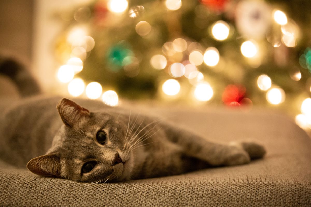 7 Ways to Reduce Overwhelm and Set your Holiday Season up for Success